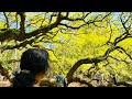 500 years old tree charlstonoldesttree angel oaknature obscura