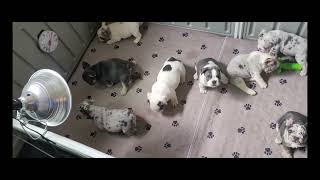 AKC Market Video #4