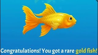 How to get gold fish in the aquarium clipclap games by Otong sukmoro 9,715 views 3 years ago 4 minutes, 44 seconds