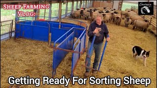 Ready For Action: Setting Up The Sheep Sorting Chute! #sheephandling #sheepfarming #farmlife