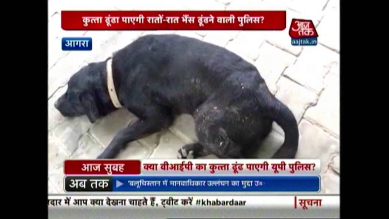 MLA Rama Shankar Katheria's Dog Goes Missing