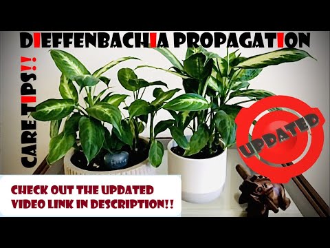 3 ways to Propagate Dieffenbachia u0026 Care tips