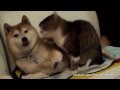 Compilation Chiens qui offrent des calins aux chats