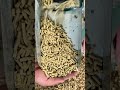 Ultimate Feed Pellet Machine Review | Save Your Farm Money in 2026