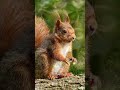 ASMR 🦊 | Ultra Realistic Wildlife Feeding Sounds in Nature 🌿🎧”