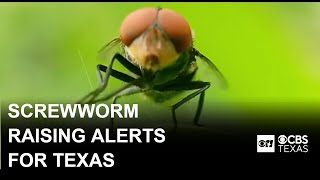 Screwworm fly returns, raising alerts for Texas animal owners