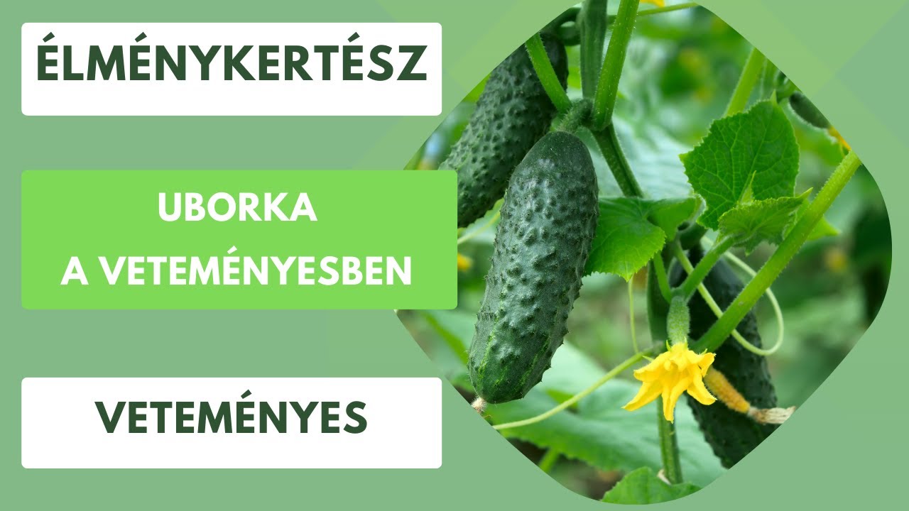 Uborka a veteményesben🥒