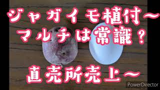20/02/01(土)家庭菜園 ジャガイモ植付マルチは常識? 直売所売上〜