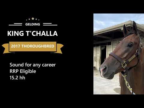 King T'Challa  - Thoroughbred horse for sale from Bits & Bytes Farm