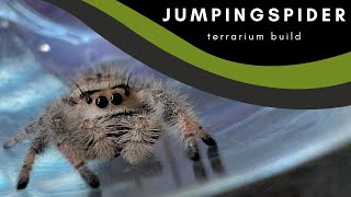 How To make a home for a Jumping Spider | Phidippus Regius