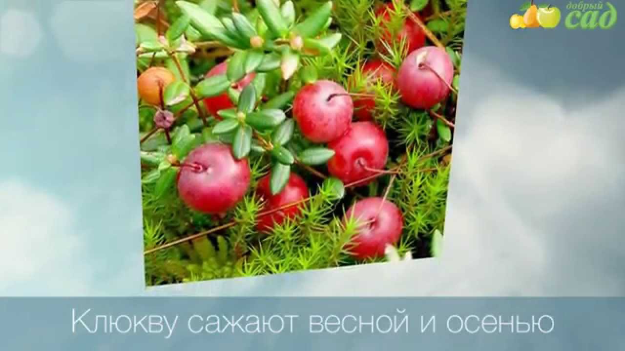 ПОСАДКА И УХОД КЛЮКВЫ ПОСАДКА И УХОД КЛЮКВЫ