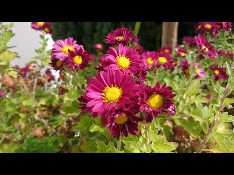 Most Beautiful Flower Valley In The World - Relaxing Calm Music for Videos Copyright Free