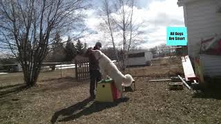 Important Behaviours (TRICKS) For Working Dog Fitness by All Dogs Are Smart 285 views 3 years ago 3 minutes, 27 seconds