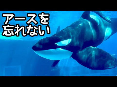 【呪物】願いを叶えてくれる不思議なイルカの置物※チコちゃん商品 シャチのリンちゃんと2頭のイルカ なかよく過ごしています