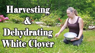 Harvesting and Dehydrating White Clover