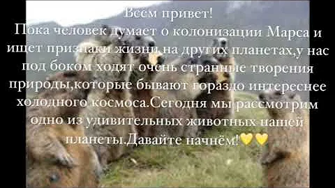 ,,Интересные факты о тарбагане
