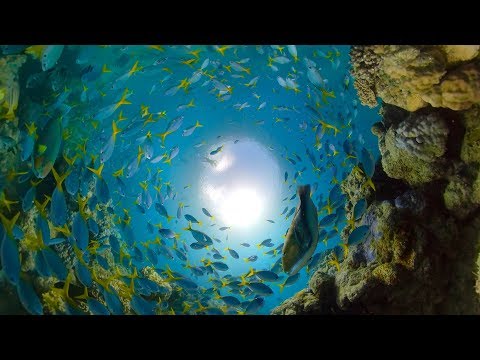 GoPro Awards: Great Barrier Reef with Fusion Overcapture in 4K