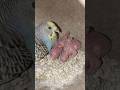 MOTHER BUDGIES FEEDING HER CHICKS 😍🐣#shorts #budgies #lovebirds#trending#chicks#chicks #birds#parrot Mp3 Song