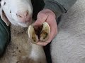 Hoof Care In Sheep