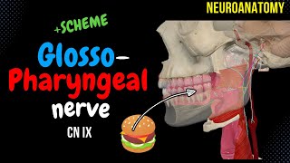 CN 9: Glossopharyngeal nerve (Scheme, Divisions, Pathway) | Neuroanatomy