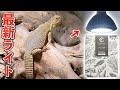 A Revolution In Reptile Lighting The Third Light Kyocera Living Light Bulb A Revolution In Reptile Lighting The Third Light Kyocera Living Light Bulb
