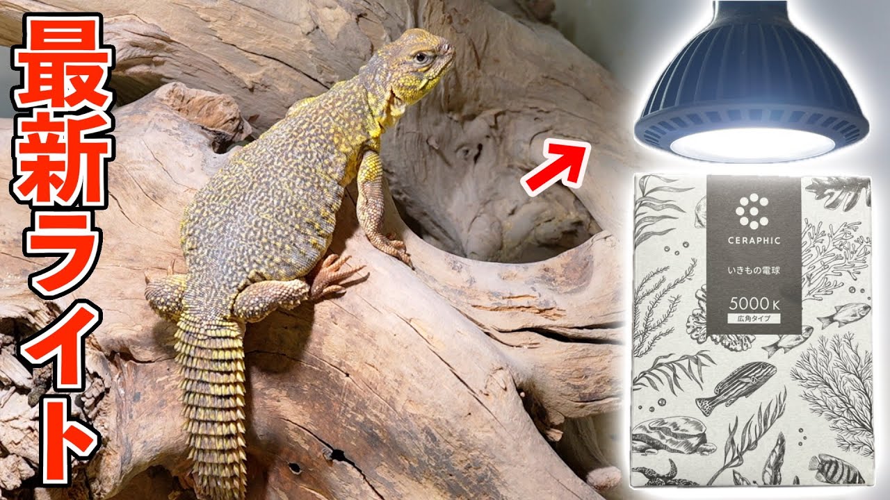 爬虫類照明 メタハラ ソラリウムUV35Wセット ゼンスイ 爬虫類用