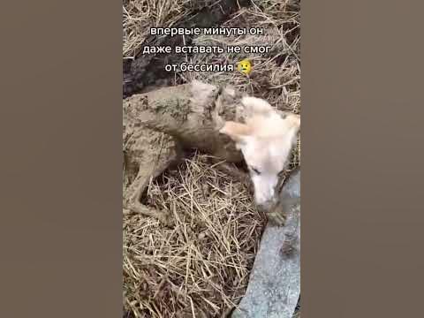 Спас собачку - YouTube