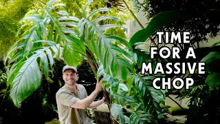 THE BIGGEST LEAVES I HAVE EVER GROWN - chop & extend tutorial