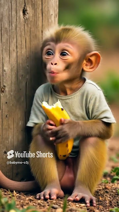 Monyet makan pisang #monyet #monyetvideo #bayimonyet #monkey #monkeyvideo #shorts