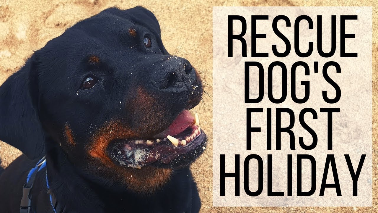 Kevin's First Holiday | Newquay Vlog