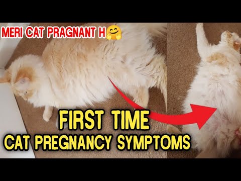 Image showcasing Cat pregnancy symptoms | First time cat pregnancy sign | how to know if ...