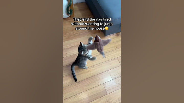 Interactive Flying Bird Cat Toy