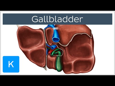 Gallbladder - Definition, Function & Location - Human Anatomy | Kenhub