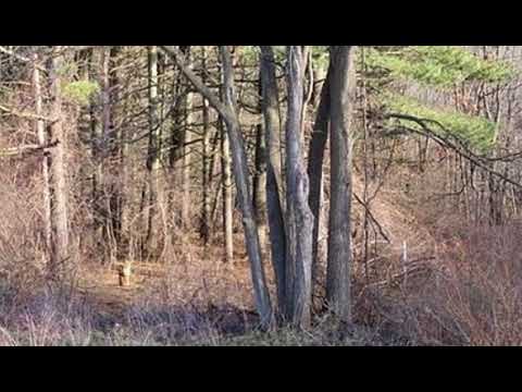 1567 WIXOM Trail, Milford, MI home video tour