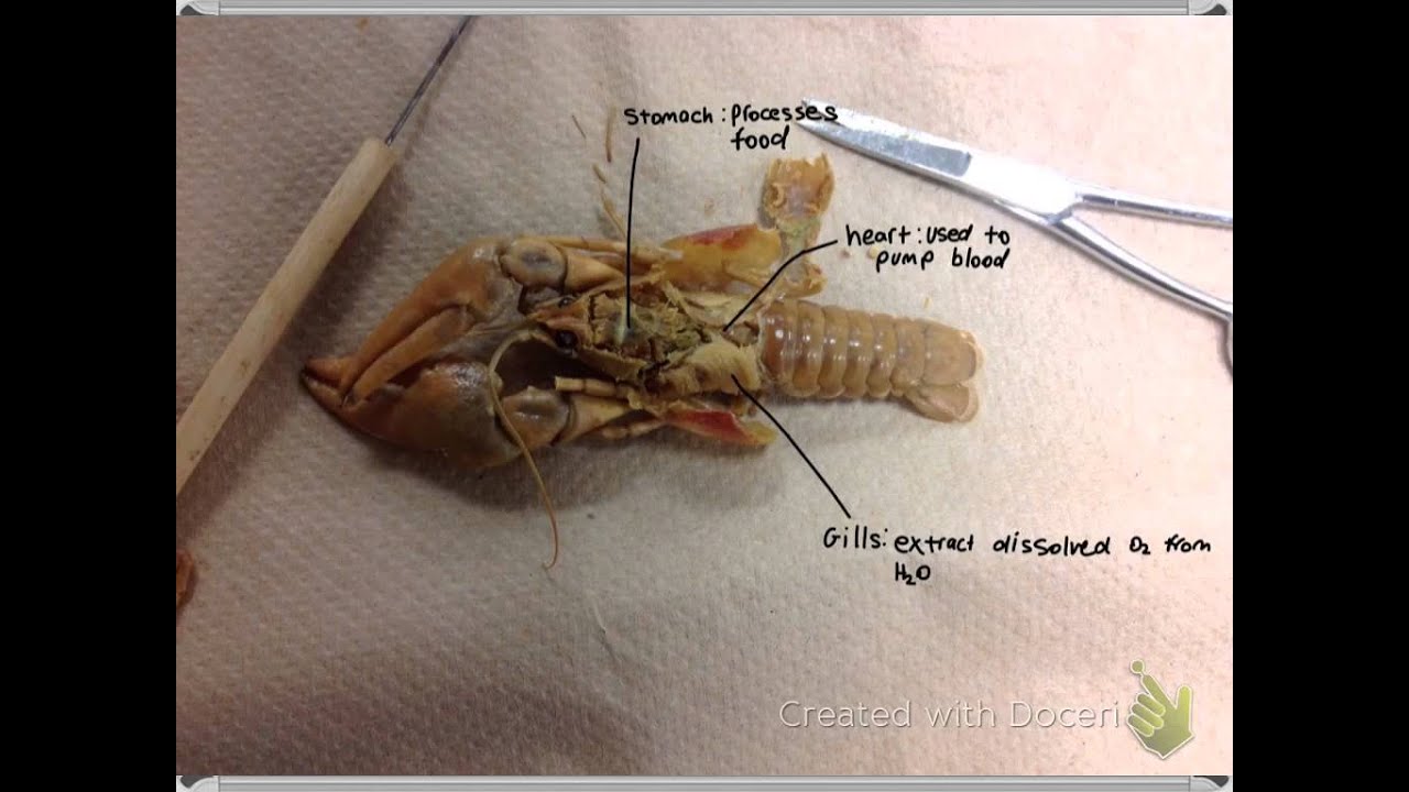 Cool Crawfish Dissection Tutorial YouTube