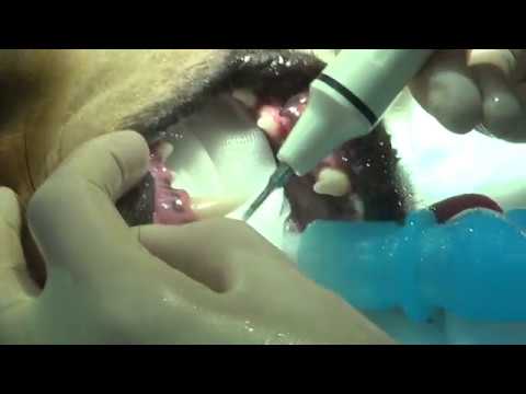 Чищення зубів собаці ультразвукова і в домашніх умовах