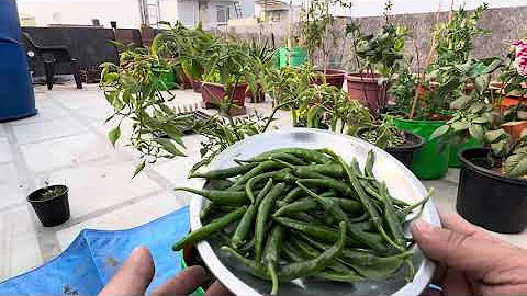 How to care for Chilli Plants in Pots & What to Avoid!#gardanvideos #gardenpictures #hanginggardens