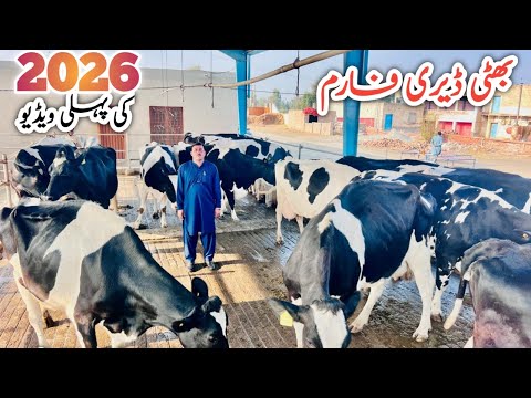 Bhatti Dairy Farm Sargodha | Best Imported Milking Cows & High Yield Heifers for Sale by