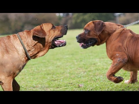 土佐犬対boerboel 究極のクラッシュnull Youtube