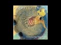 Rheostatics - Introducing Happiness - 12 Fish Tailin'