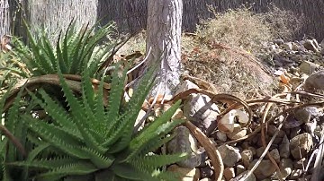 CARPET PYTHON IN TALLAI