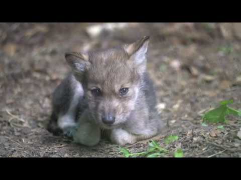 Tiny Wolf Pup Can't Stay Awake