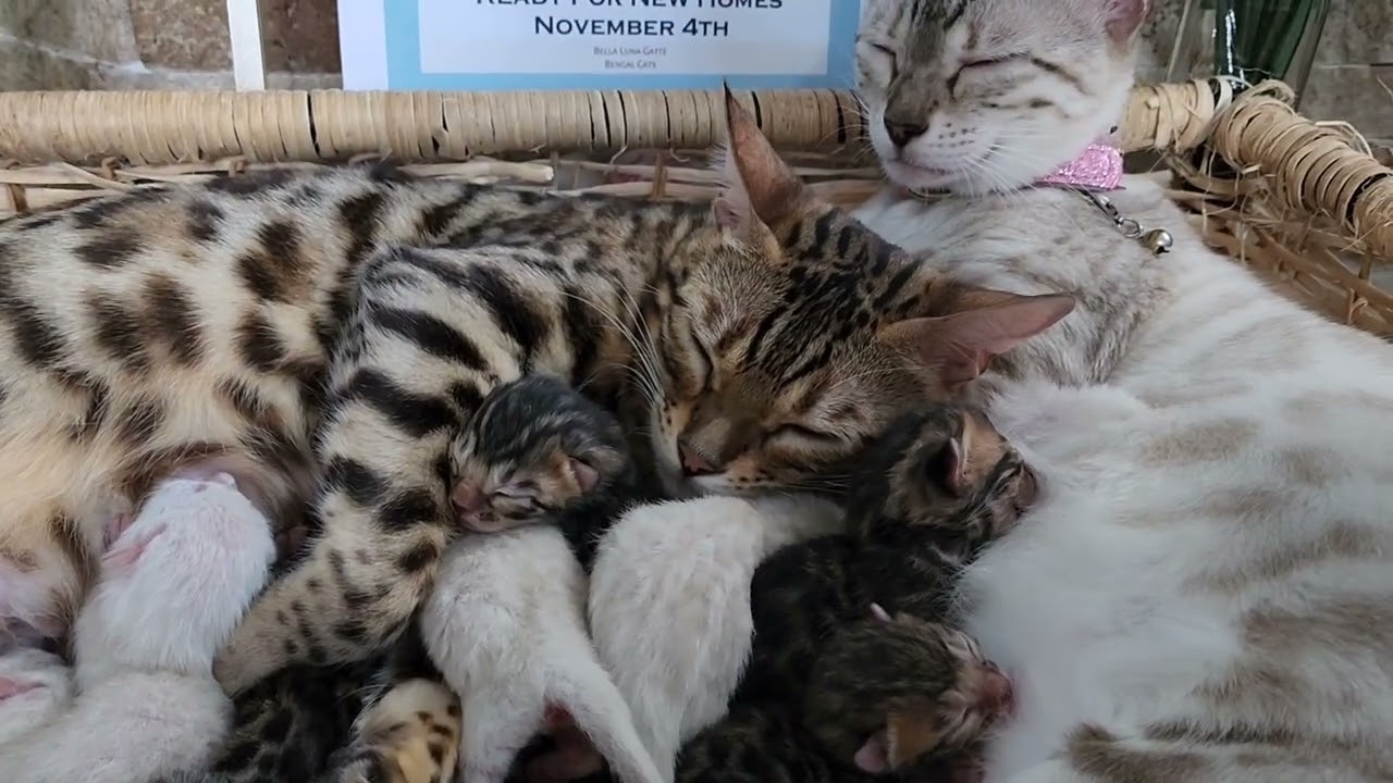 Bengal Cat New Litter Announcement
