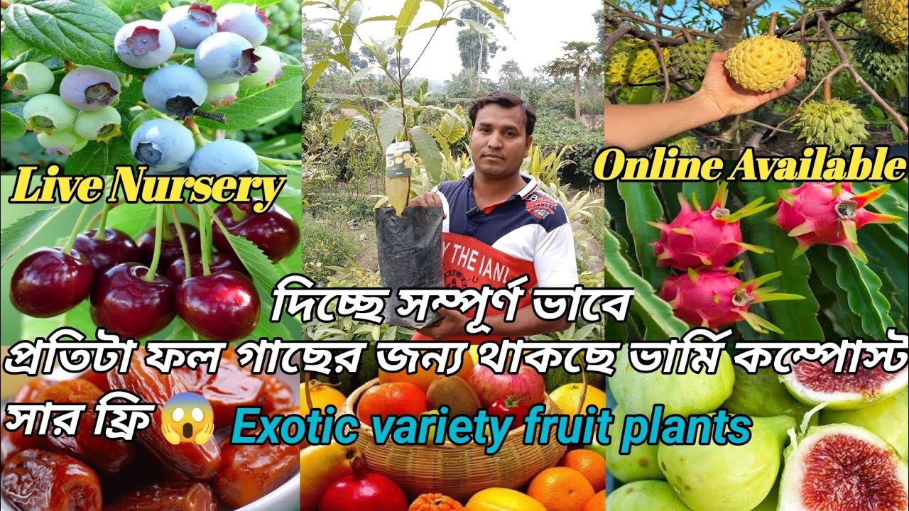 Live Nursery West bengal Marakpur Live Nursery প্রতিটা ফল গাছের জন্য