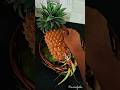 കൈതച്ചക്ക Juice🍍✅ Beating the summar series-6##yt  ##pineapple##season##food##foodie##youtubeshorts