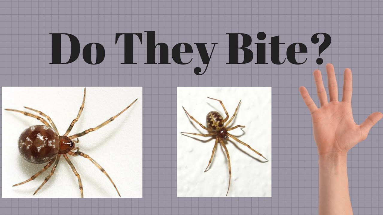 Free Handling The Triangulate Cobweb Spider! Does it Bite? 
