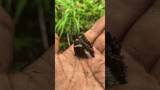 Blue Moon Butterfly( Great Eggfly )🦋 #insect #shorts Blue Moon Butterfly( Great Eggfly )🦋 #insect #shorts
