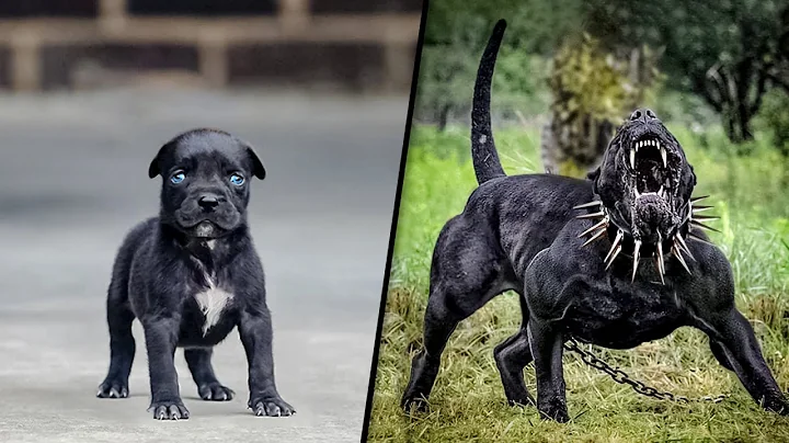 Before & After Animals Growing Up. Incredible Animal Transformations - DayDayNews