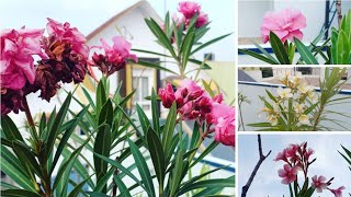 Oleander care and myth busting || Repotting and soil mix for a ... 