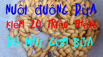 Chậu Nuôi Đuông Dừa Đường Kính 50cm Cao 17cm. Giúp Tiết Kiệm Diện Tích & Chi Phí Làm Giá Kệ